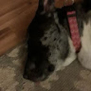 Meet your Posher, Karen